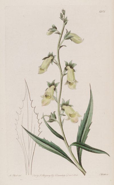 Digitalis obscura subsp. laciniata by John Lindley